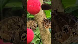 🦋 Butterfly garden Vancouver BC [upl. by Atenek69]