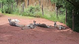 Kangaroo  Healesville Sanctuary Victoria12292023 [upl. by Zwick47]