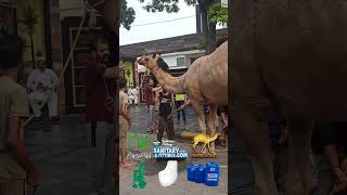 Camel EID  Qurbani Scene [upl. by Aerdied]