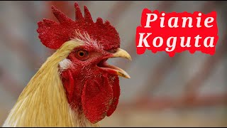 Pianie Koguta 🐓 pobudka w wykonaniu koguta [upl. by Aninaig941]