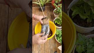 repotting of Jatropha ❤️❤️plant repotting update 4garden repotting jatropha balconygarden [upl. by Havens]