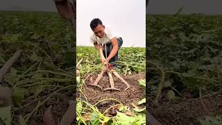 Sweet potatoes digging process with the multi head rake [upl. by Eliath971]