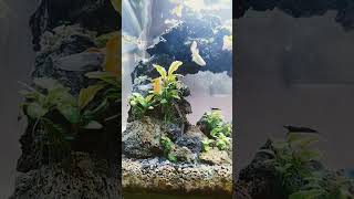 Aquascape Fresh Water Minimalis shorts [upl. by Samohtnhoj764]