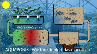 Was ist eigentlich AQUAPONIK [upl. by Fuhrman]