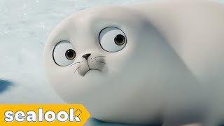 The Cutest Moments of Baby Seal is HereㅣSEALOOKㅣEpisodes Compilation [upl. by Warram]