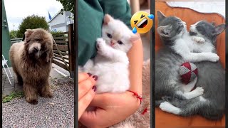 Funny Cat ❤️ kitten meowing call ❤️ catsworld Part 8209 [upl. by Lemej]