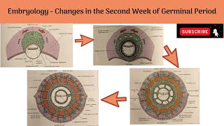 Changes in the Second Week of Germinal period  Changes in the Trophoblast amp Embryoblast [upl. by Cotter]