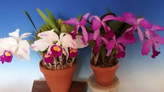 Cattleya trianae semialba Kathleen  Cattleya lawrenceana flamea [upl. by Enirual]