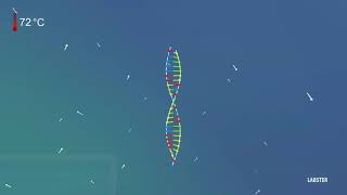 Polymerase Chain Reaction  Amplify DNA for Analysis 3D animation by Labster [upl. by Elatan]