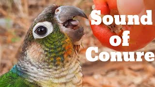 sound of conure  green cheek conure parrot bird singing in the forest [upl. by Innej812]