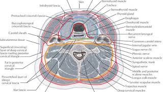 DEEP CERVICAL FASCIA [upl. by Ayekahs]