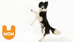 Dancing Dogs at the Canine Come Dancing [upl. by Yenahs]