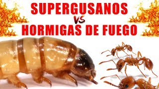 SUPERGUSANOS VS HORMIGAS DE FUEGO  Experimentos con Mike [upl. by Bull]