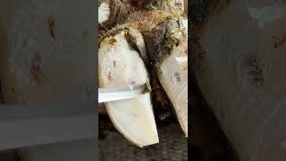 HUGE PUS ABSCESS IN COWS HOOF asmr farrier shorts satisfying [upl. by Noemis]