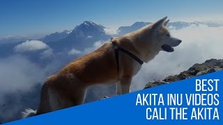 Akita Inu  Extreme Mountaineering Japanese Akita 秋田犬 [upl. by Myca]