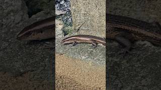 Sand Lizard or bubuli lizard reptiles gecko [upl. by Jez254]