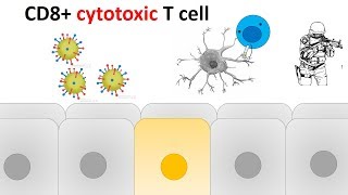 cytotoxic T cell activation and killing mechanism [upl. by Euridice571]