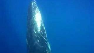 humpback whales filmed up close and underwater in Bermuda [upl. by Darsey]