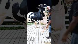 Holstein friesian bull with epic proportions at Brownies Ranch [upl. by Tem551]