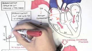 Cardiology  Relationship of conduction system ventricular contraction and ECG [upl. by Annola]