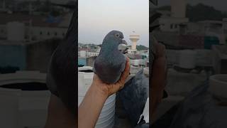 Most beautiful pigeon In jambusar shortvideo jambusarpigeonloft world [upl. by Wagner]