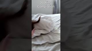 Emy The Dooker  Dooking Compilation shorts emy ferret animal pet cute noodle dook dooking [upl. by Mercy574]