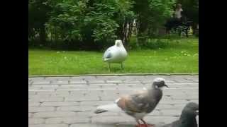 чайка съела воробья seagull vs sparrow [upl. by Willdon]