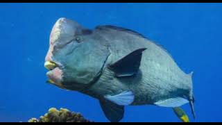 humphead parrotfish sounds [upl. by Oilisab]