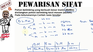 perbandingan fenotip pada persilangan hukum mendel [upl. by Retep]