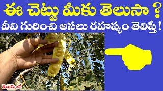 ఈ చెట్టు మీకు తెలుసా  దీని గురించి తెలిస్తే  Medicinal Uses of Albizia lebbeck in telugu [upl. by Singh]