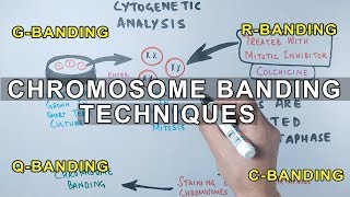 Chromosome Banding Techniques [upl. by Daphna]