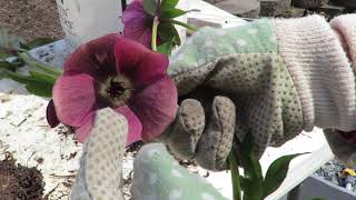 Growing and Propagating Helleborus x hybridus  Hellebores [upl. by Astera]