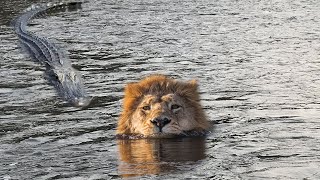 Extreme fights Lion vs Crocodile near the river Wild Animals Attack [upl. by Hess]