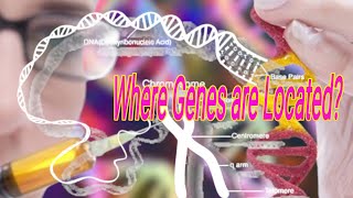 Where Genes are LocatedGenes DNA amp ChromosomesHistoneinside what DNA Havegenetics dna genes [upl. by Arnelle]