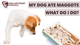 My Dog Ate Maggots What Do I Do [upl. by Niabi]