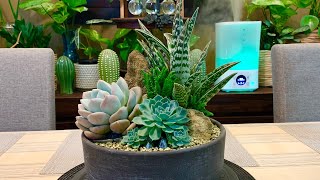 Succulent Opalina and Tiger Aloe Arrangement [upl. by Damicke970]