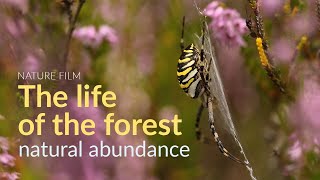 The life of the forest Natural abundance [upl. by Ahsym611]