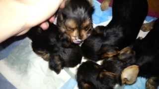 Adorable Yorkshire Terrier Puppies  From Birth to 10 Weeks Old [upl. by Enelegna698]