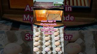 The Ultimate Guide to Incubating Aseel Eggs  Tips for Successful Hatching [upl. by Airat]