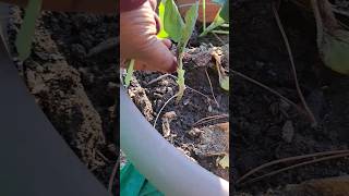 NEVER BUY FERTILIZER AGAIN‼️RICE WATER UPDATE ON COLLARDS⁉️ gardeningtips [upl. by Hcahsem]