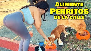 Alimentando Perritos en la calle 😍😏  Bufonesnet [upl. by Mccreery904]