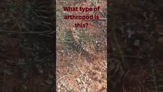 Guess this arthropod [upl. by Adnomar171]