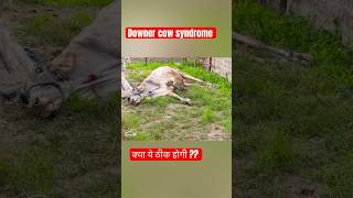 Downer cow syndrome treatment in cow [upl. by Pomfret]