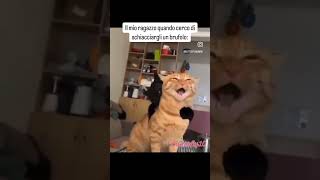 Eppure non fa poi così male viralvideo memes funnyvideo perte catlovers gatti gattidivertenti [upl. by Edmee]