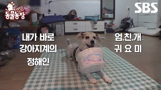 예고 엄친아 귀요미라고 들어봤니 노래도 잘하고 애교도 잘하고 수영도 잘하는 우리 강아지🐶  TV 동물농장  SBS [upl. by Sateia385]