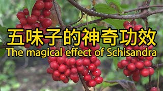 五味子的功效與作用 The efficacy and function of Schisandra chinensis [upl. by Nawuq]