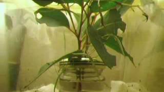 Childrens Stick Insect time lapse 6 weeks [upl. by Annodas]