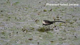 Pheasant tailed Jacana Hatching [upl. by Tiduj]