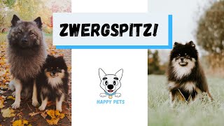 Zwergspitze Das Leben mit den Pomeranian Zwergspitzen zwergspitz pomerian happypets [upl. by Eahcim]