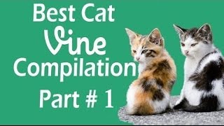 Best Cat Vines Part  The Best Cat Vine Compilation [upl. by Emily]